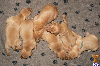 Vizsla Puppies for Sale