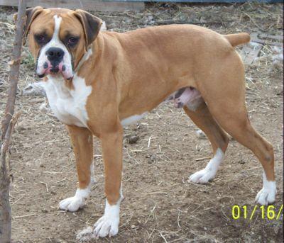 Stud Dogs in MO