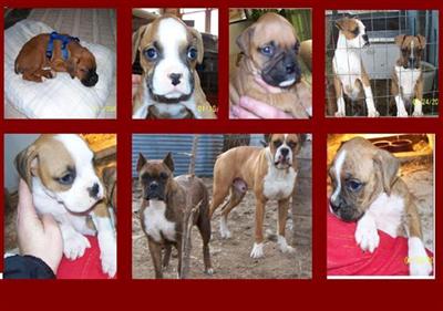 Puppies in MO