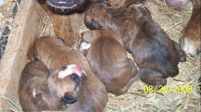 Puppies in MO
