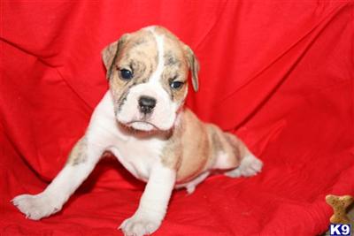 Old English Bulldog Puppies for Sale