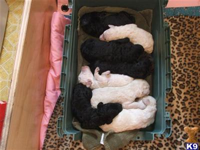 Puppies in OR