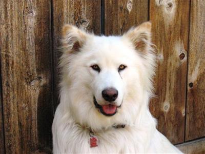 Stud Dogs - Wolf Dog