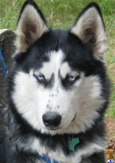 Wolf Dog Puppies for Sale