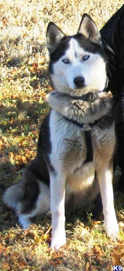 Wolf Dog Puppies for Sale