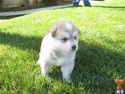 Wolf Dog Puppies for Sale