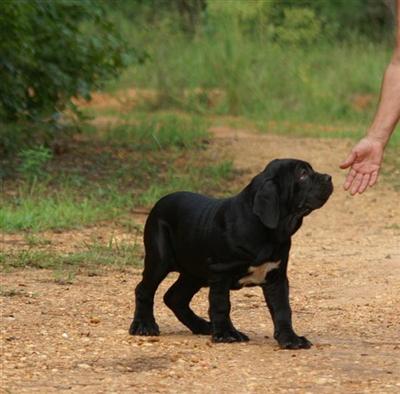 Neapolitan Mastiff Puppies for Sale