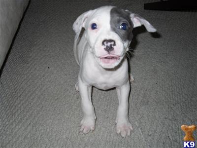 blue pitbull puppies for sale in. pitbull puppies tags lue