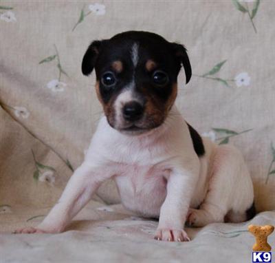 Rat Terrier Puppies for Sale