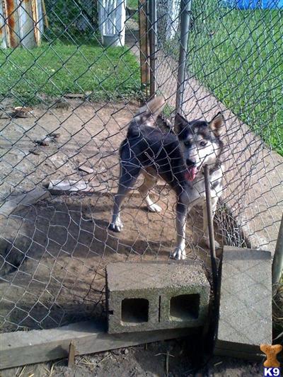 Dogs for Sale in OH