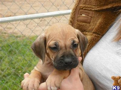 Rhodesian Ridgeback Puppies for Sale
