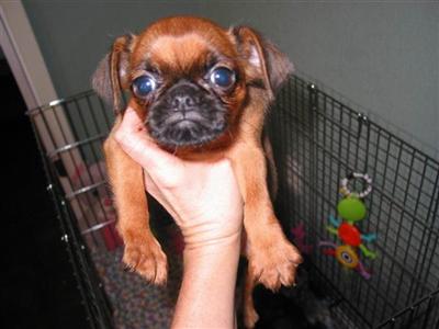 Brussels Griffon Puppies for Sale