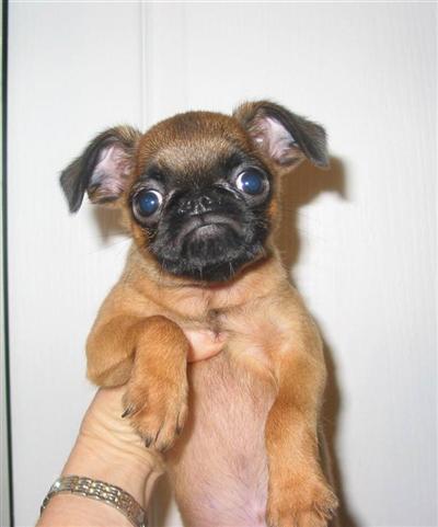 Brussels Griffon Puppies for Sale