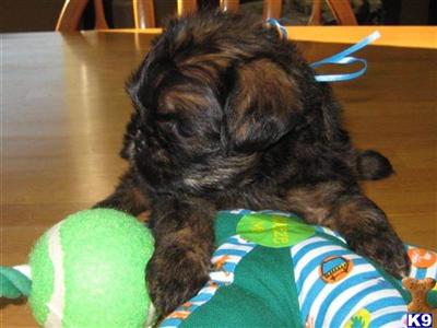 Brussels Griffon Puppies for Sale