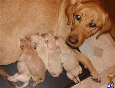 Labrador Retriever Puppies for Sale