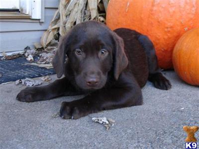 Labrador Retriever Puppies for Sale