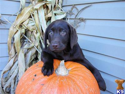 Labrador Retriever Puppies for Sale