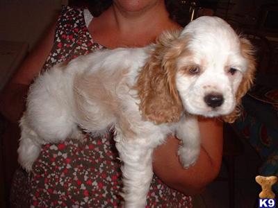 Cocker Spaniel Puppies for Sale