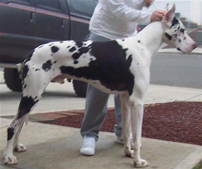 Stud Dogs in WA