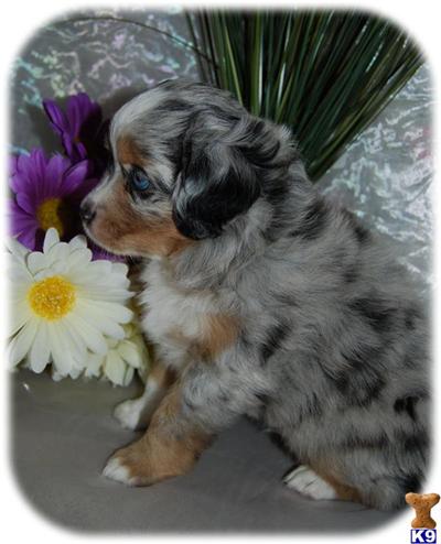Dogs - Australian Shepherd