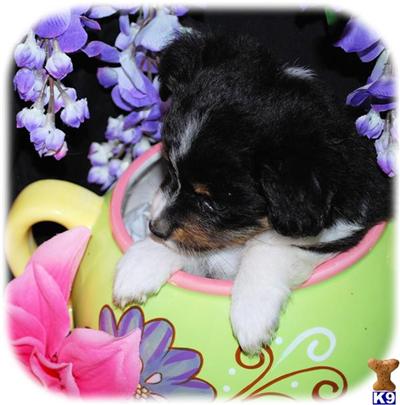 Australian Shepherd Puppies for Sale