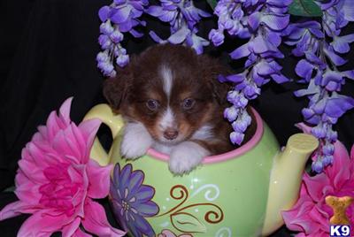 Australian Shepherd Puppies for Sale