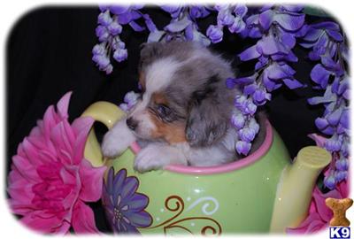 Australian Shepherd Puppies for Sale