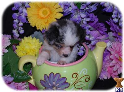 Australian Shepherd Puppies for Sale