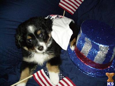 Australian Shepherd Puppies for Sale