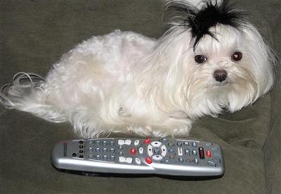 Stud Dogs - Maltese