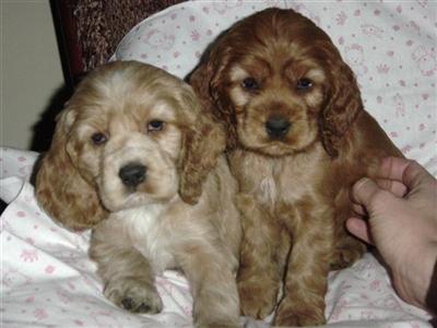 American Cocker Spaniel Puppies for Sale