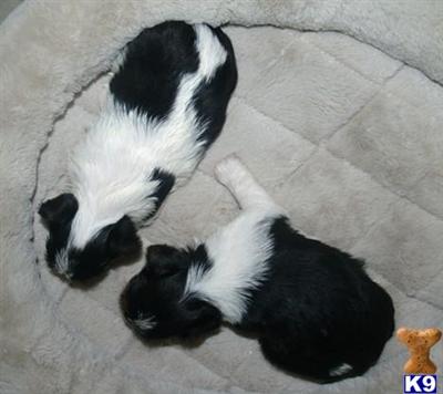 Puppies in Atoka