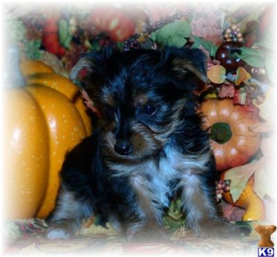 Puppies in Atoka