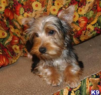 Puppies in OK