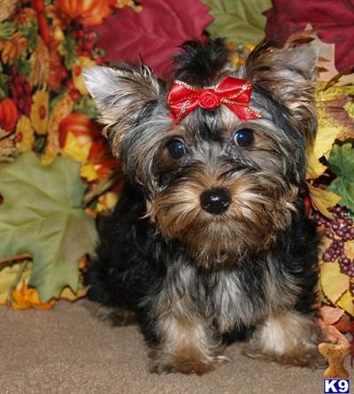 Puppies in Atoka