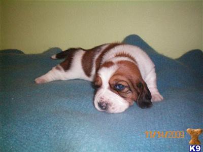 Puppies in IA