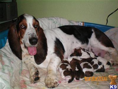 Basset Hound Puppies for Sale