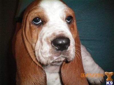 Puppies in IA