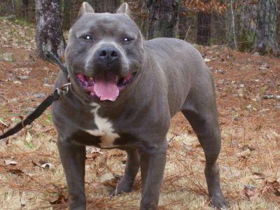 Puppies in GA