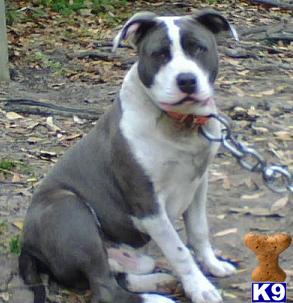 Dogs for Sale in GA