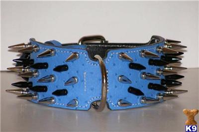 Used Dog Supplies for Sale