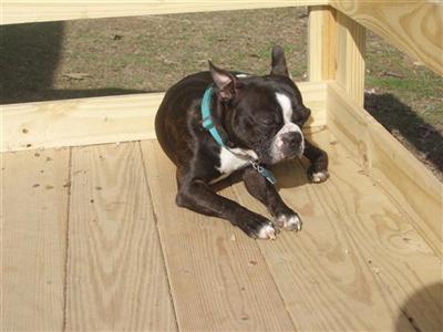 Stud Dogs in OH