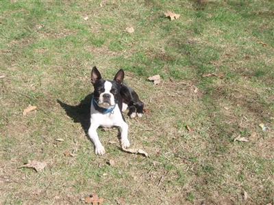 Stud Dogs in OH