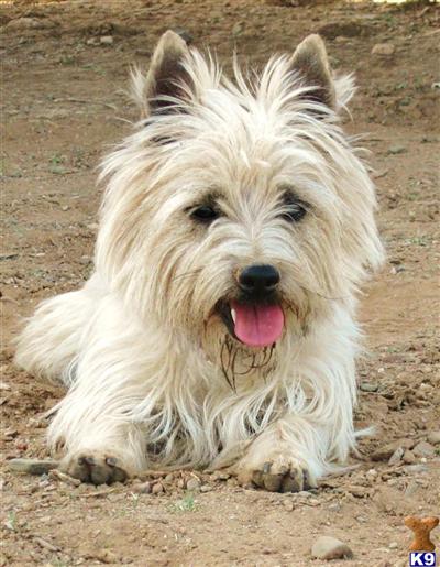 Dogs - Cairn Terrier