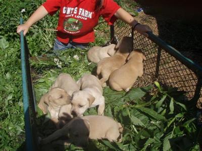 Mountain View Cur Puppies for Sale