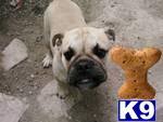 Dogs - English Bulldog