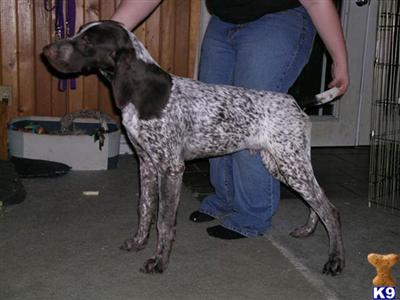 Dogs - German Shorthaired Pointer