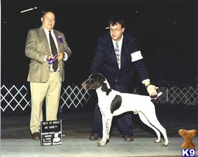 Stud Dogs - German Shorthaired Pointer
