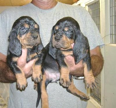Black and Tan Coonhound Puppies for Sale