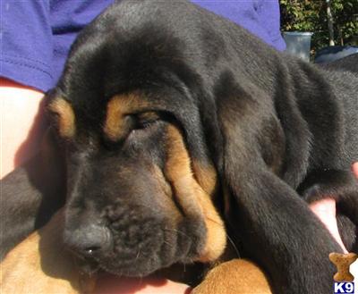 Bloodhound Puppies for Sale